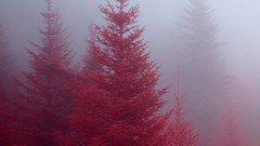 Red forests