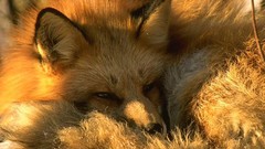 Red foxes