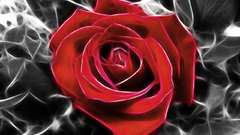 Red Fractalius roses