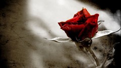 Red Gothic paper roses