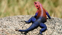 Red-headed Rock Agama lizards