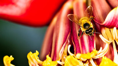 Red insects bees ladybirds