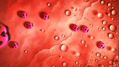 Red insects ladybirds