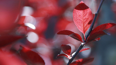 Red leaves