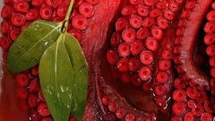 Red leaves tentacles