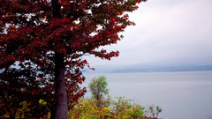 Red leaves tree nature