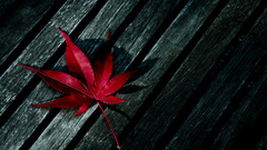Red leaves wood panels