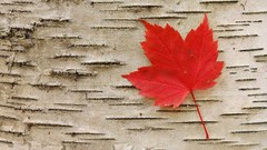 Red maple-leaf Parks