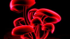 Red mushrooms mushroom