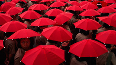 Red national geographic Umbrellas