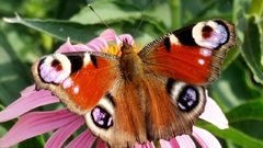 Red orange butterfly flower