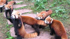 Red pandas