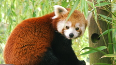Red pandas