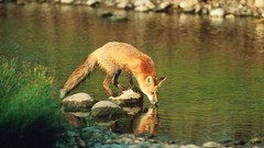 Red plain foxes