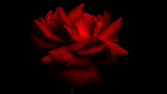 Red rose flower