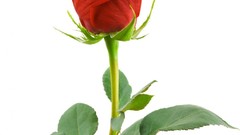 Red rose Simple Background
