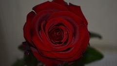 Red roses