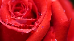 Red roses