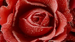 Red roses