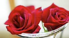 Red roses two