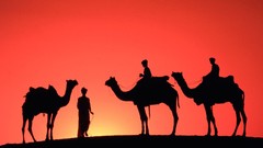 Red Sahara Camels travel Arab VVVVVV