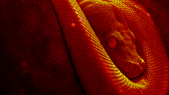 Red snake Cool artwork