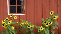 Red Sunflowers Alaska barn pioneer Parks
