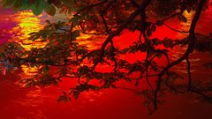 Red tree sun nature