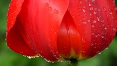 Red tulips