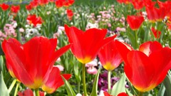 Red tulips