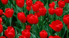 Red tulips