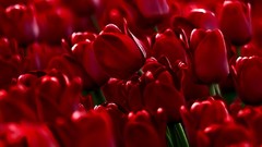 Red tulips