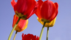 Red tulips flower