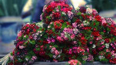 Red white Flowers pink