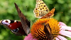 Red yellow butterfly insect