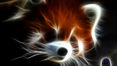 Redpanda so Op hear