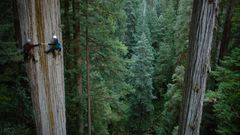 Redwood trees