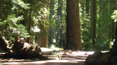 Redwoods