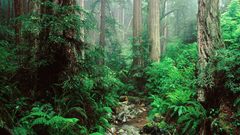 Redwoods nature webb creek
