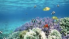 Reef clownfish underwater tropical
