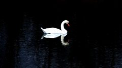 Reflection Lake Swans swan