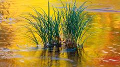 Reflections autumn nature