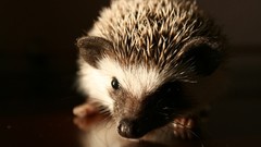 Reflections little hedgehogs