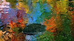 Reflections of autumn water