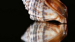 Reflections seashells