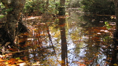 Related to autumn ll