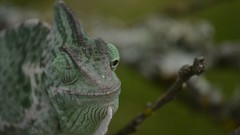 Reptile chameleons