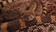 Reptile Gardens snake Animals