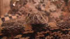 Reptile Gardens snake face
