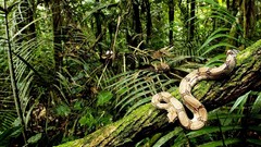 Reptiles Animals snakes